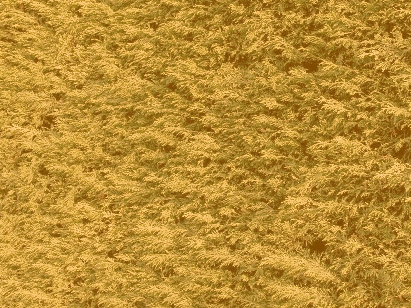 Густые хвойные заросли обои