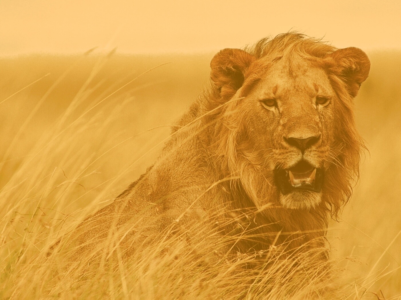 Ярко оранжевый лев обои