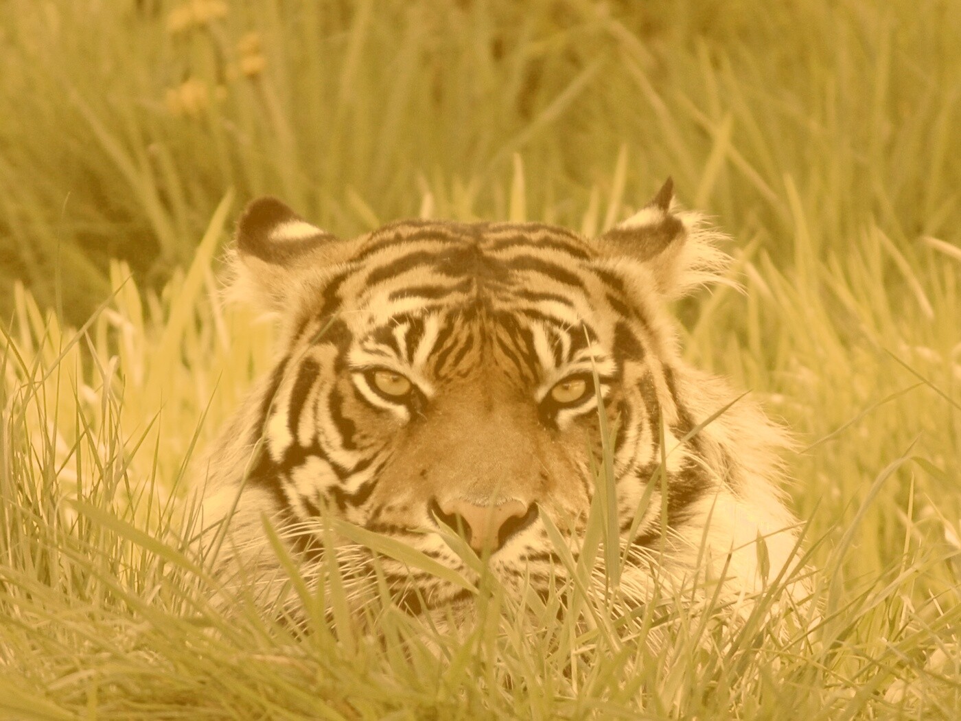 Морда тигра в траве обои