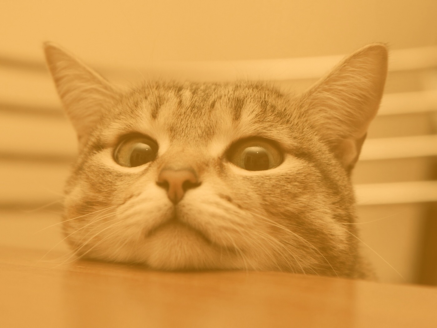 Любопытный котейка обои