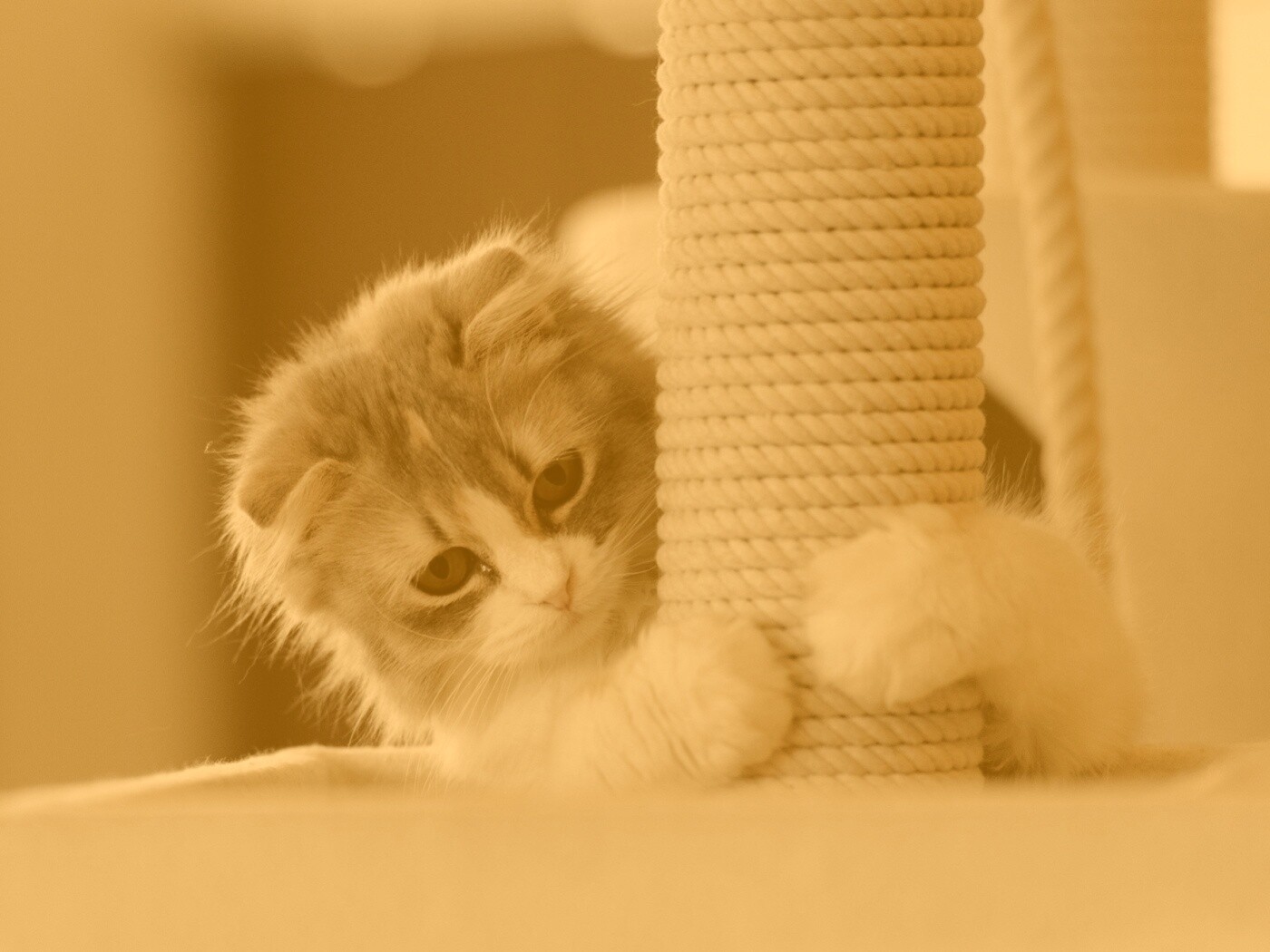 Пушистая кошка с когтеточкой обои