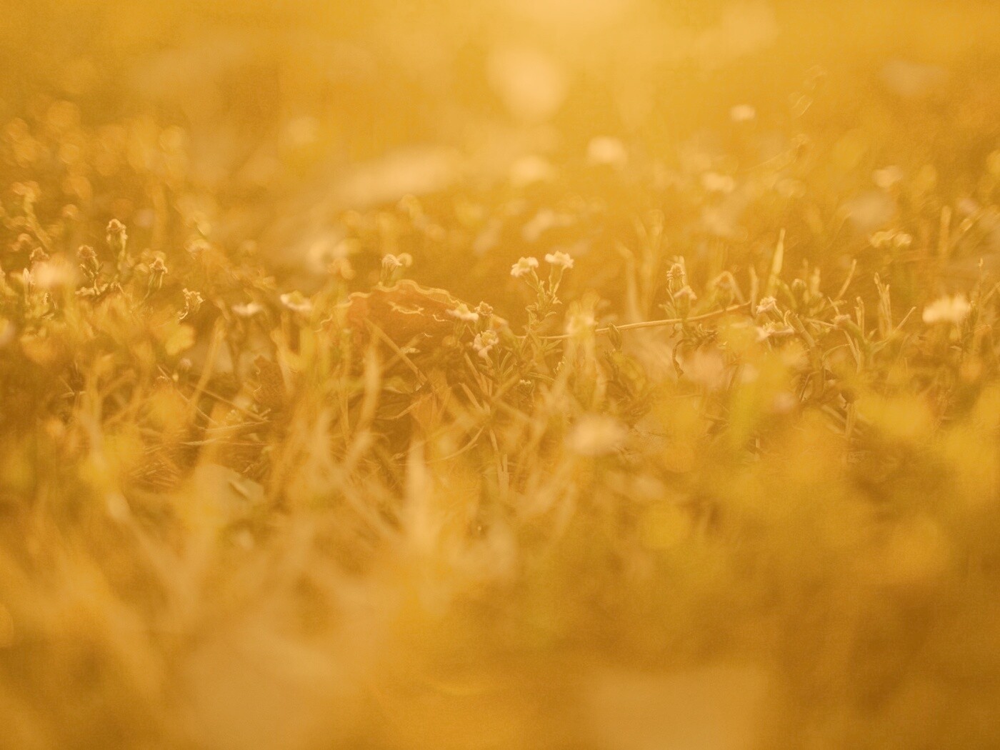 Полевые цветы в закатном солнце обои