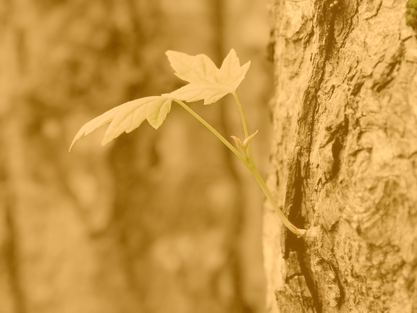Молодой листик обои