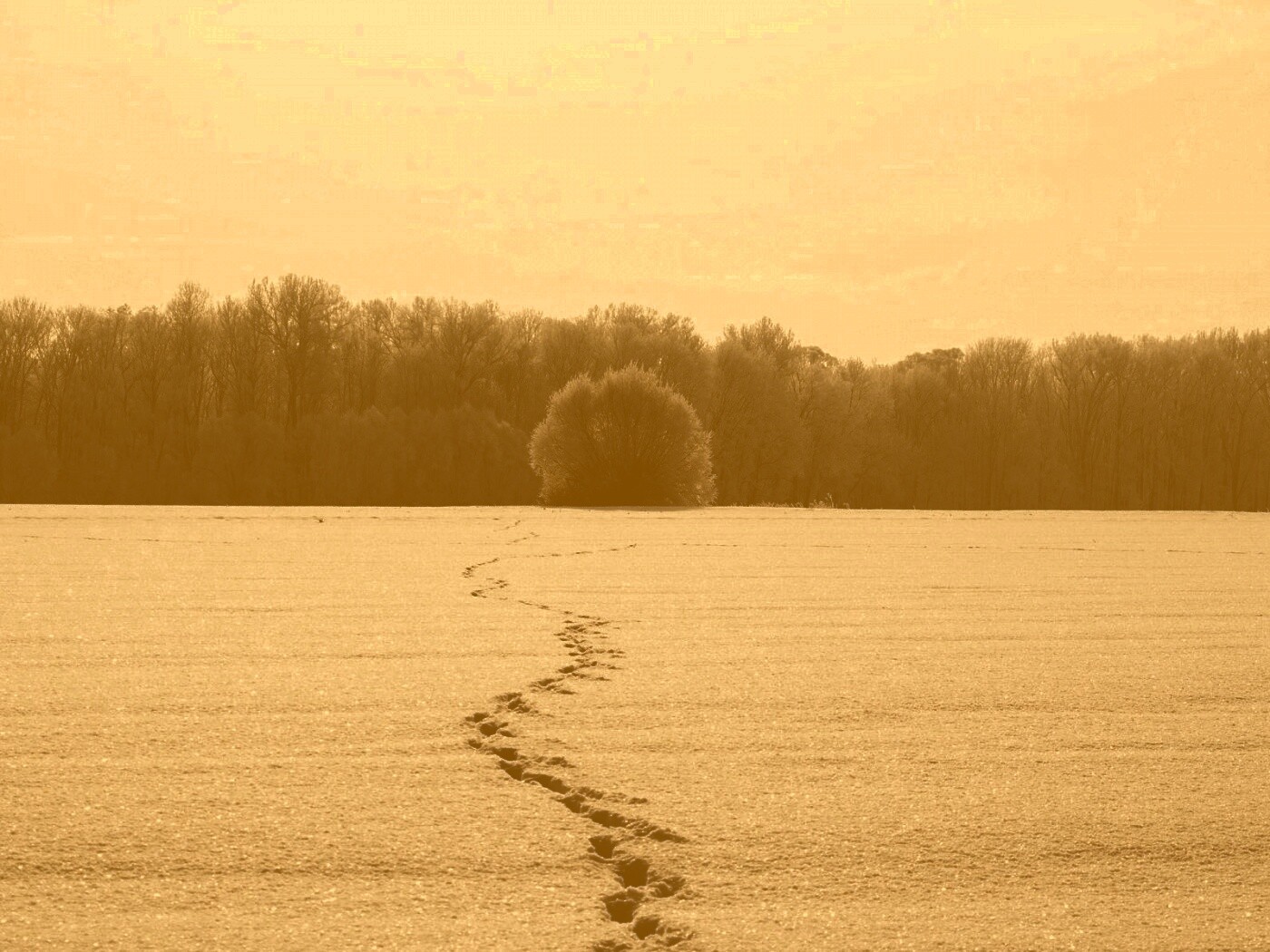 Следы на снегу обои