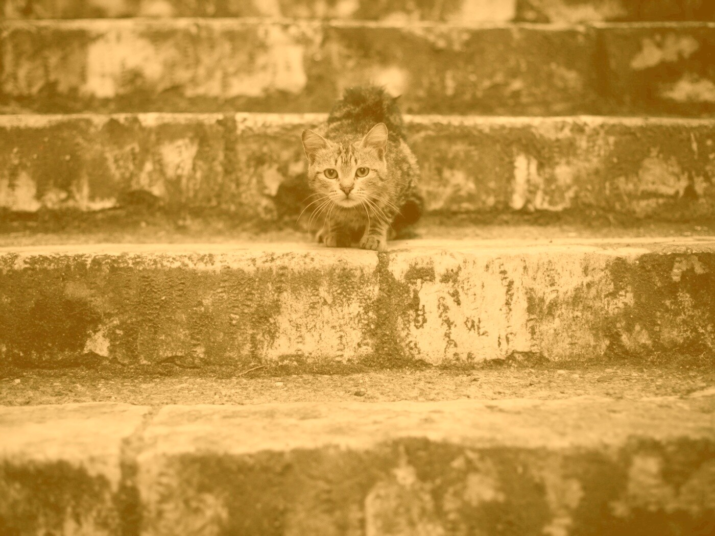 Растрепанная кошка на ступеньках лестницы обои