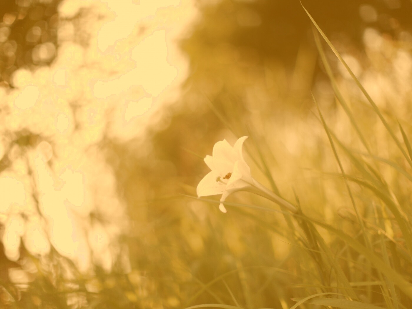 Цветок затерявшийся в траве обои