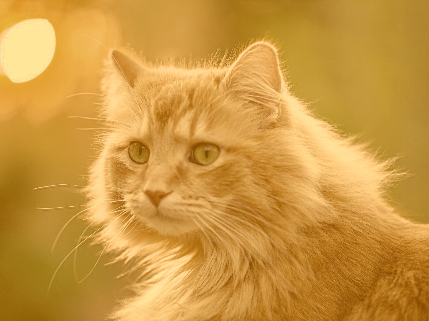 Рыжий кот в лучах солнца обои