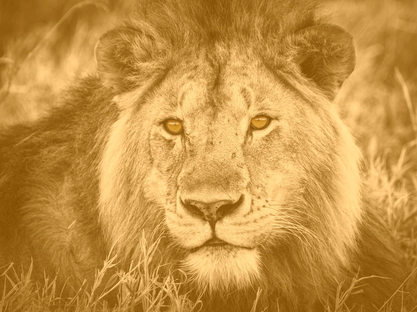 Гордый лев с горящими глазами обои