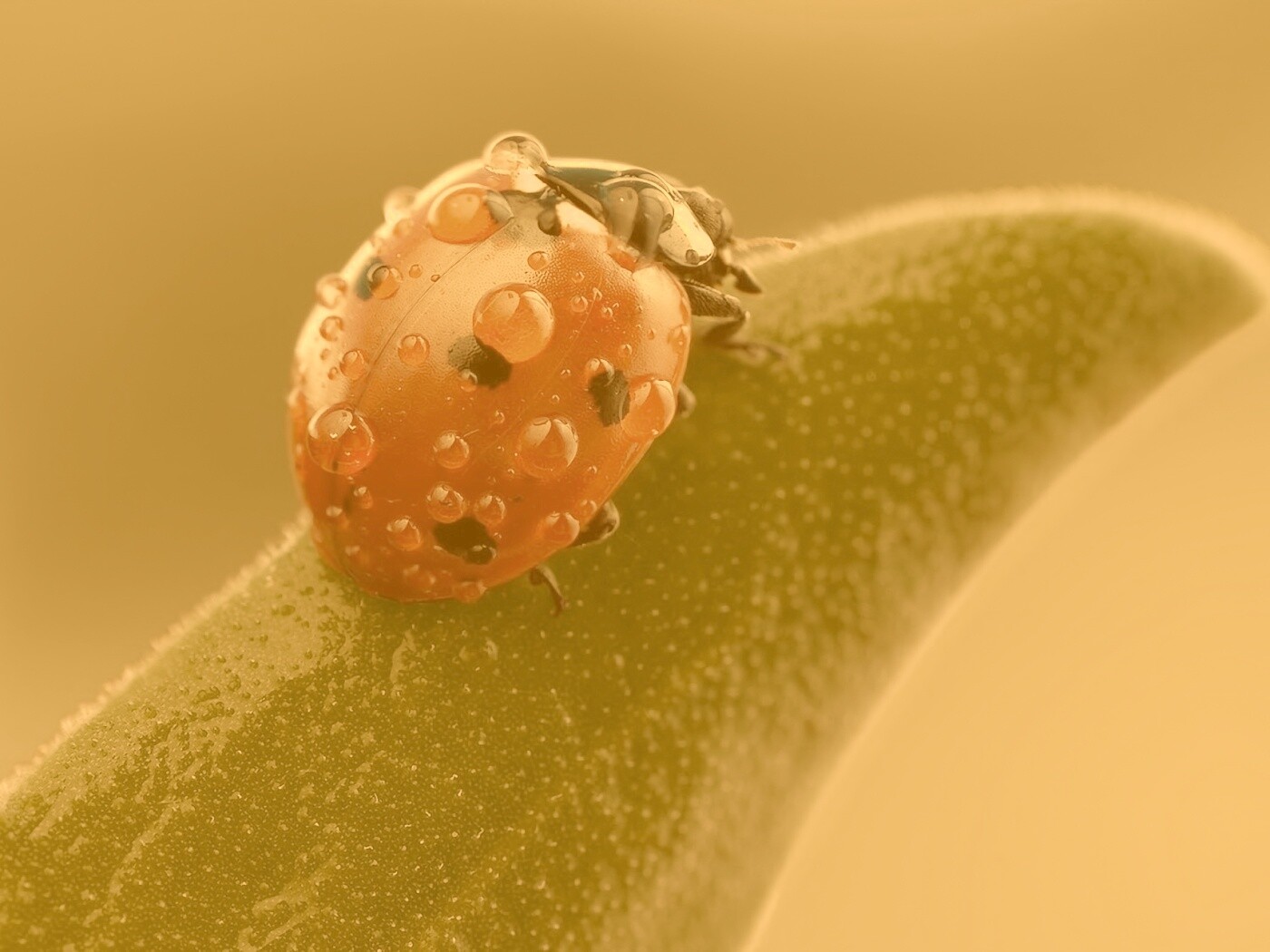 Божья коровка в макро обои