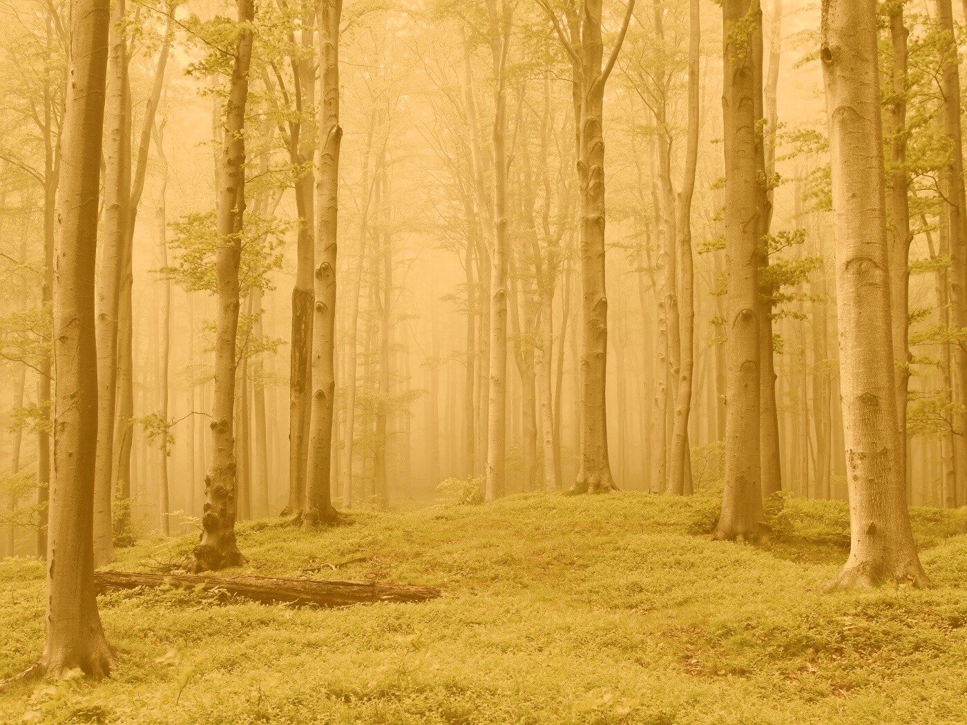 Опушка осинового леса обои