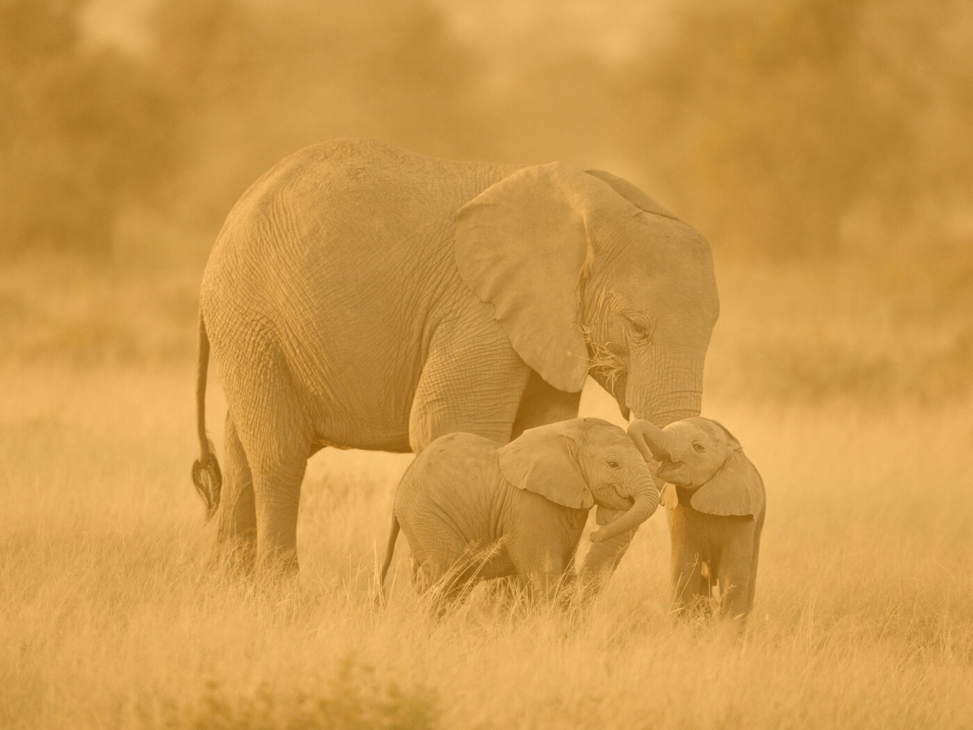 Слоны в национальном парке обои