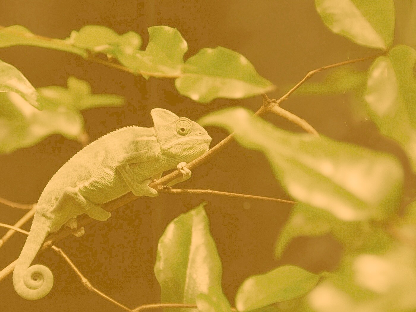 Хамелеон в листве обои