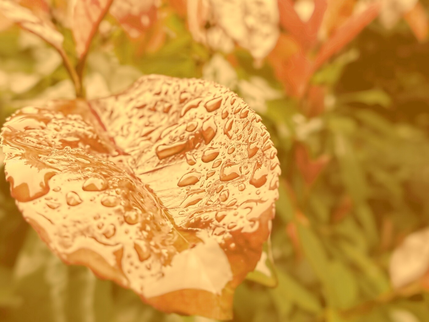 Красный лист в каплях воды обои