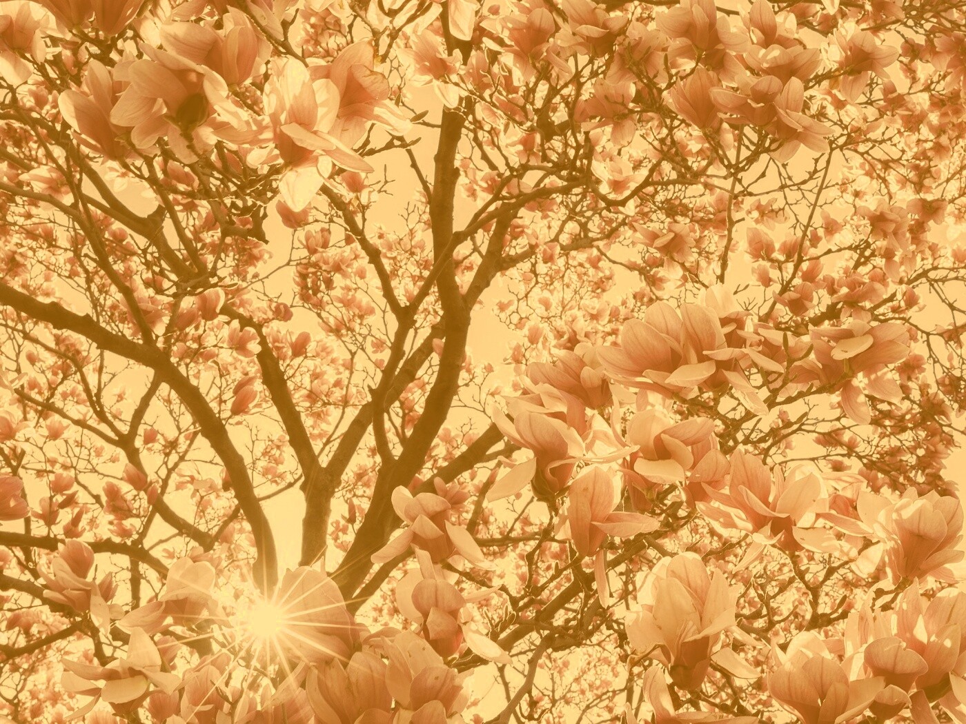 Магнолия обои