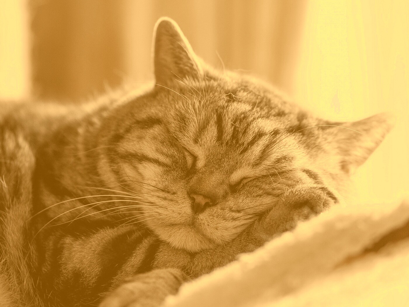 Спящий кошак обои