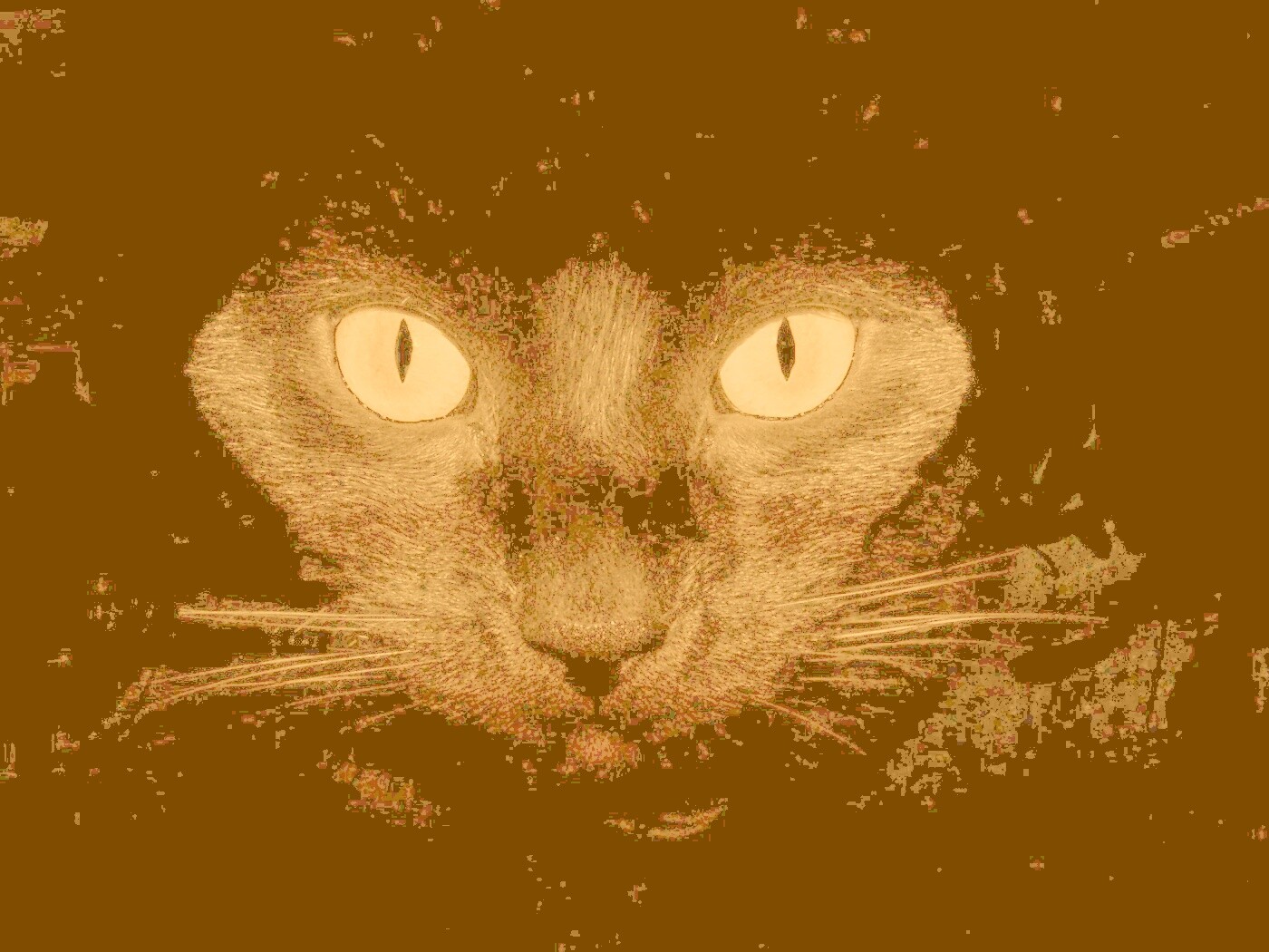 Черный кот обои