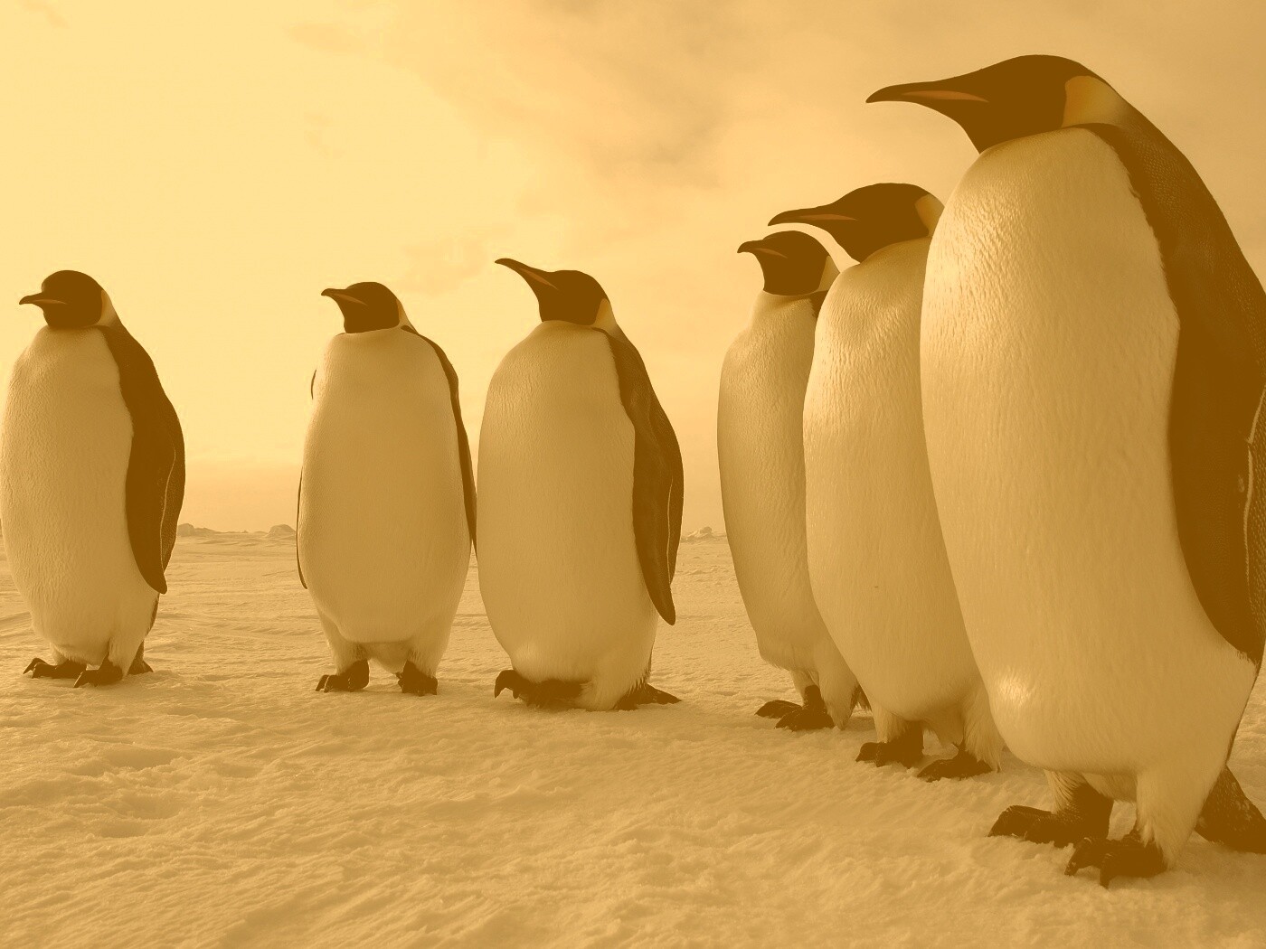 Слет пингвинов обои