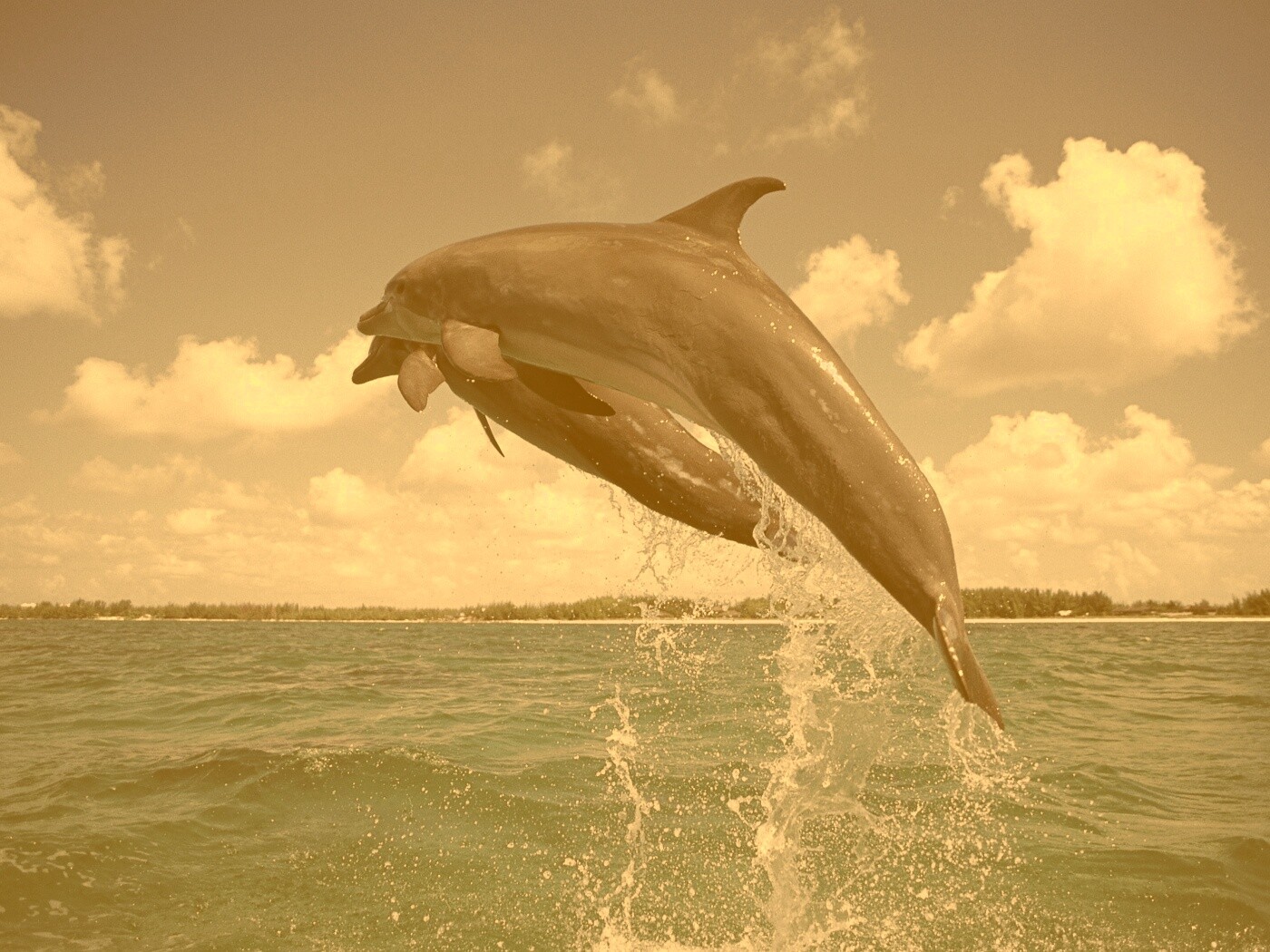 Дельфины обои