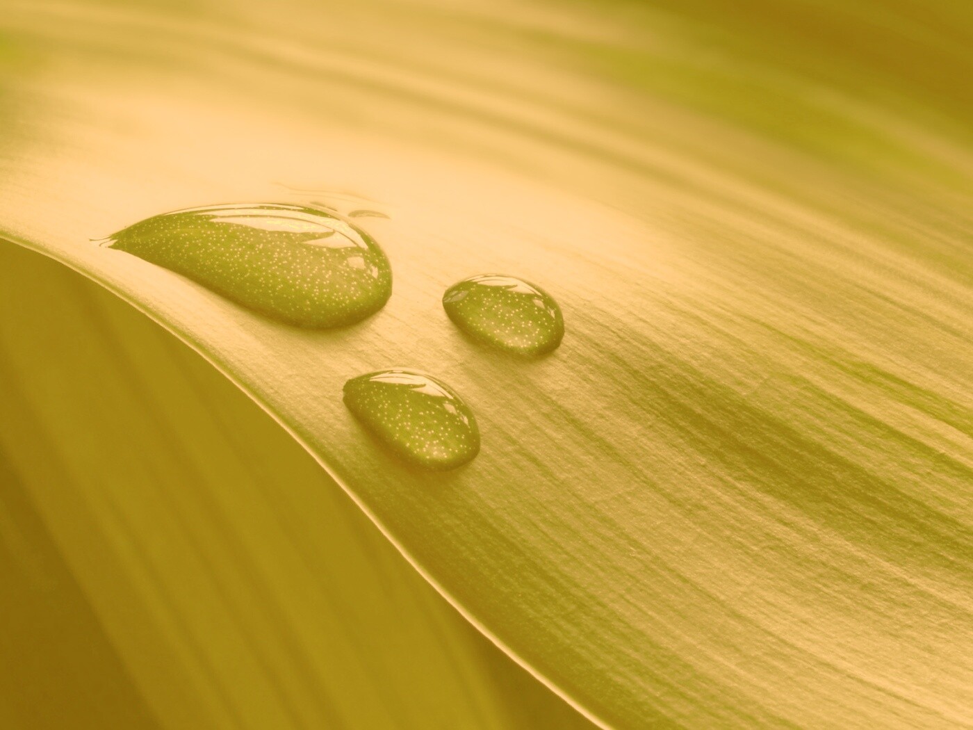 Капли на зеленом листе обои