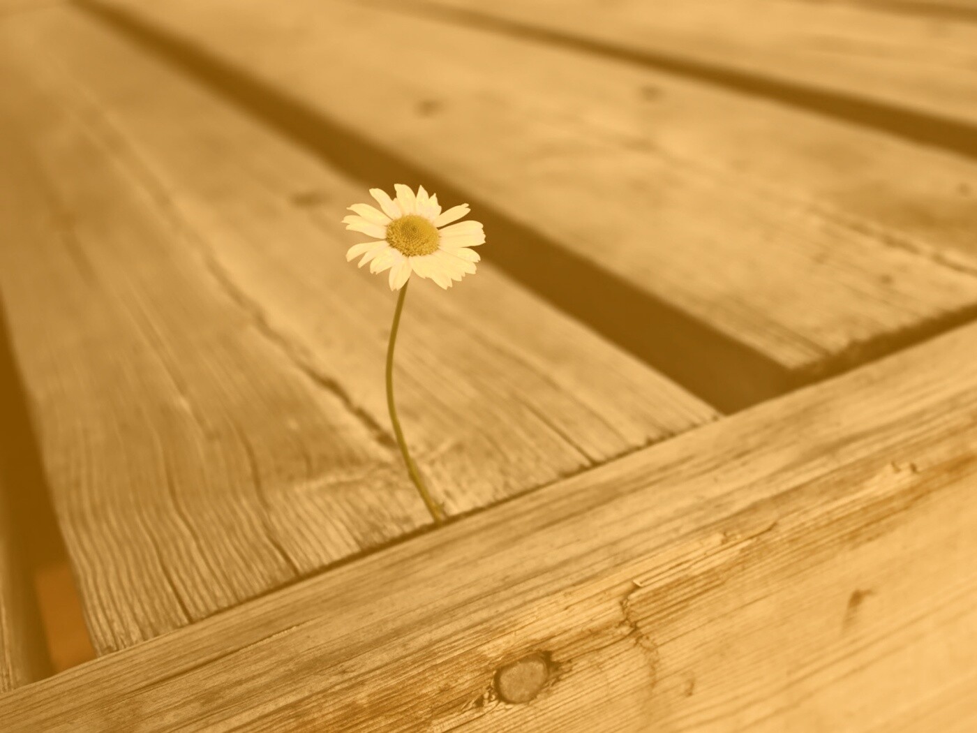 Жизнь среди смерти обои