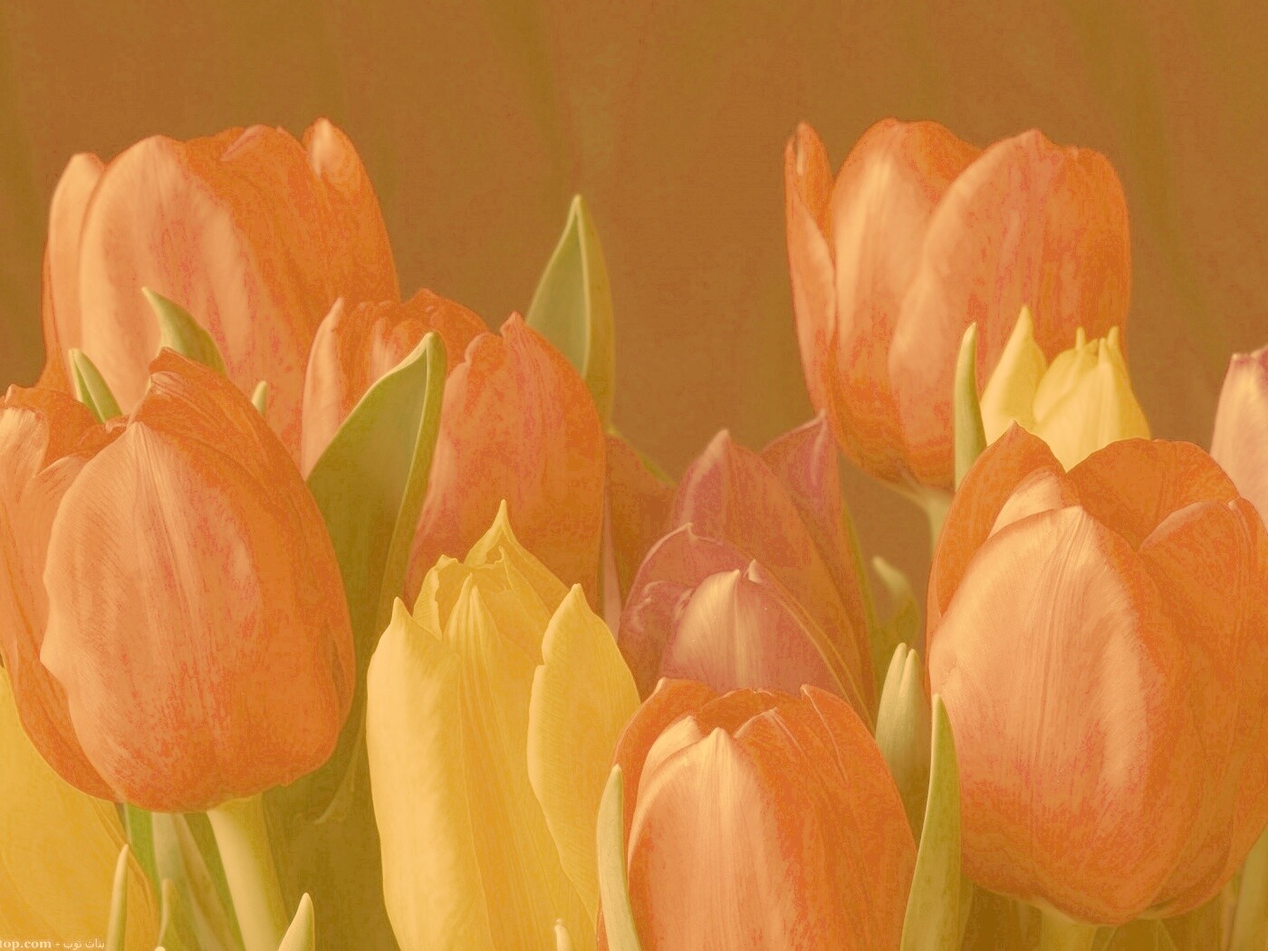 Тюльпаны обои