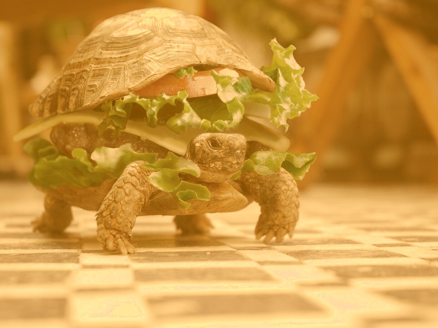 Черепахбургер обои