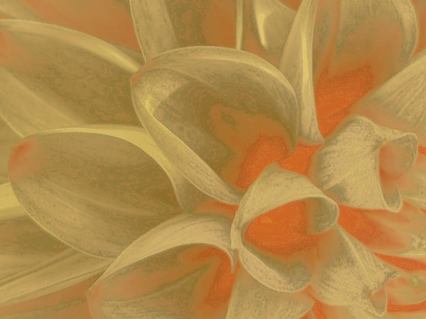 Лепестки обои