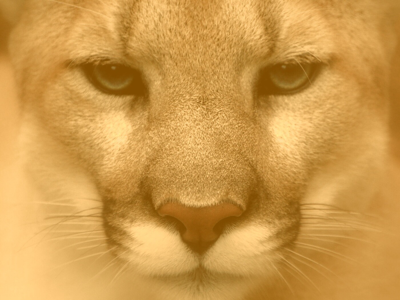 Взгляд большой кошки обои