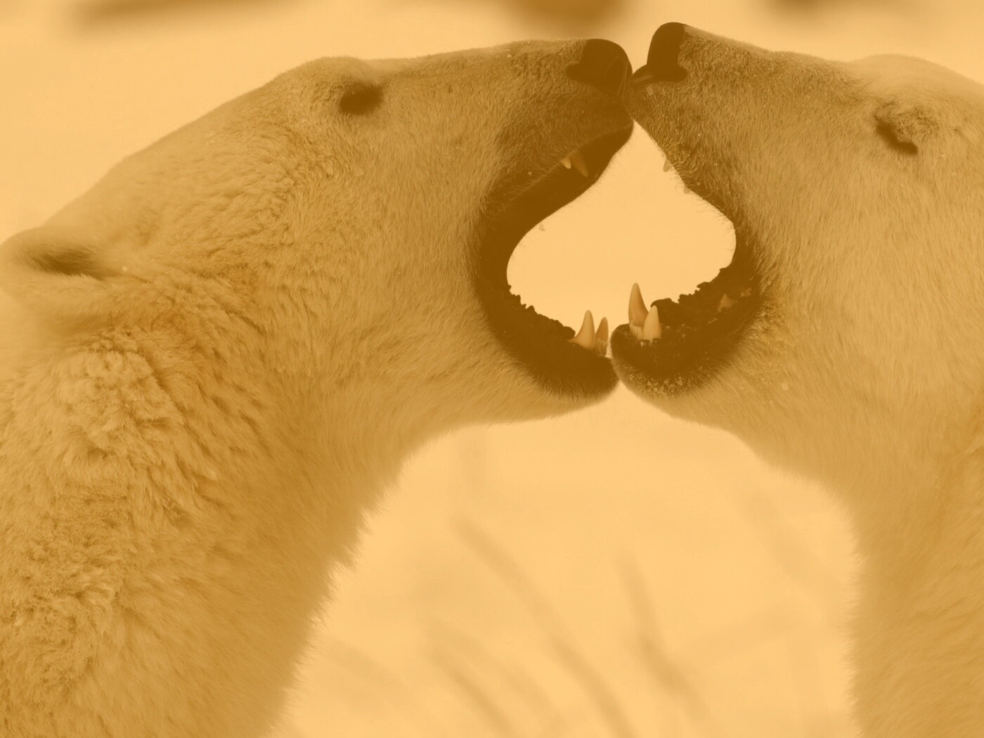 Полярные медведи обои