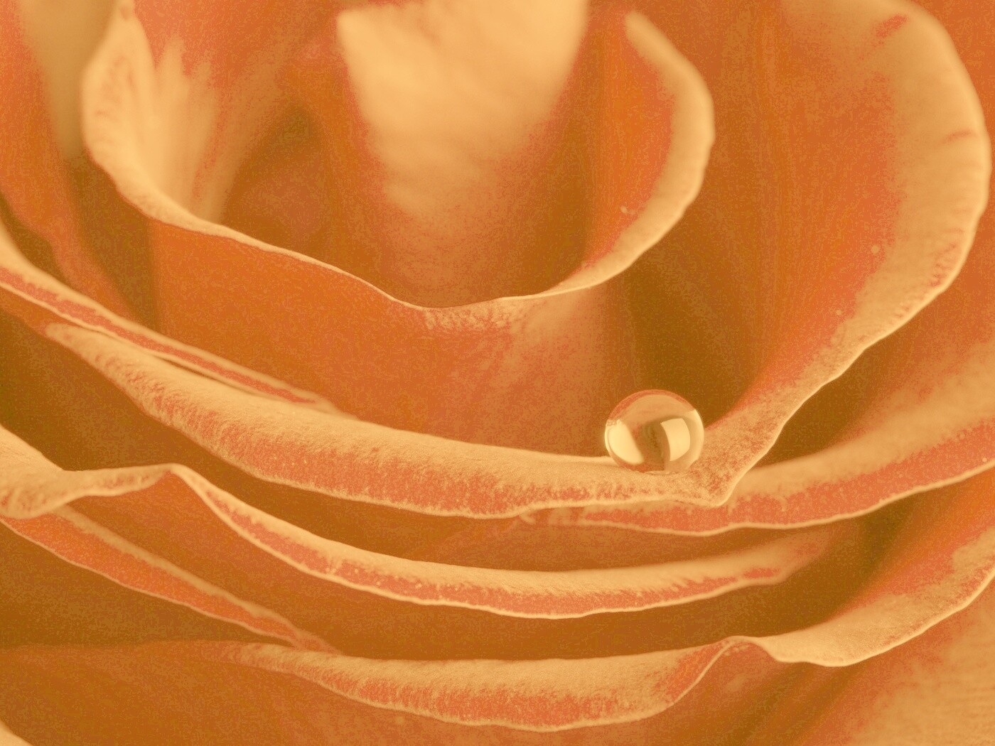 Капля воды на лепестке розы обои