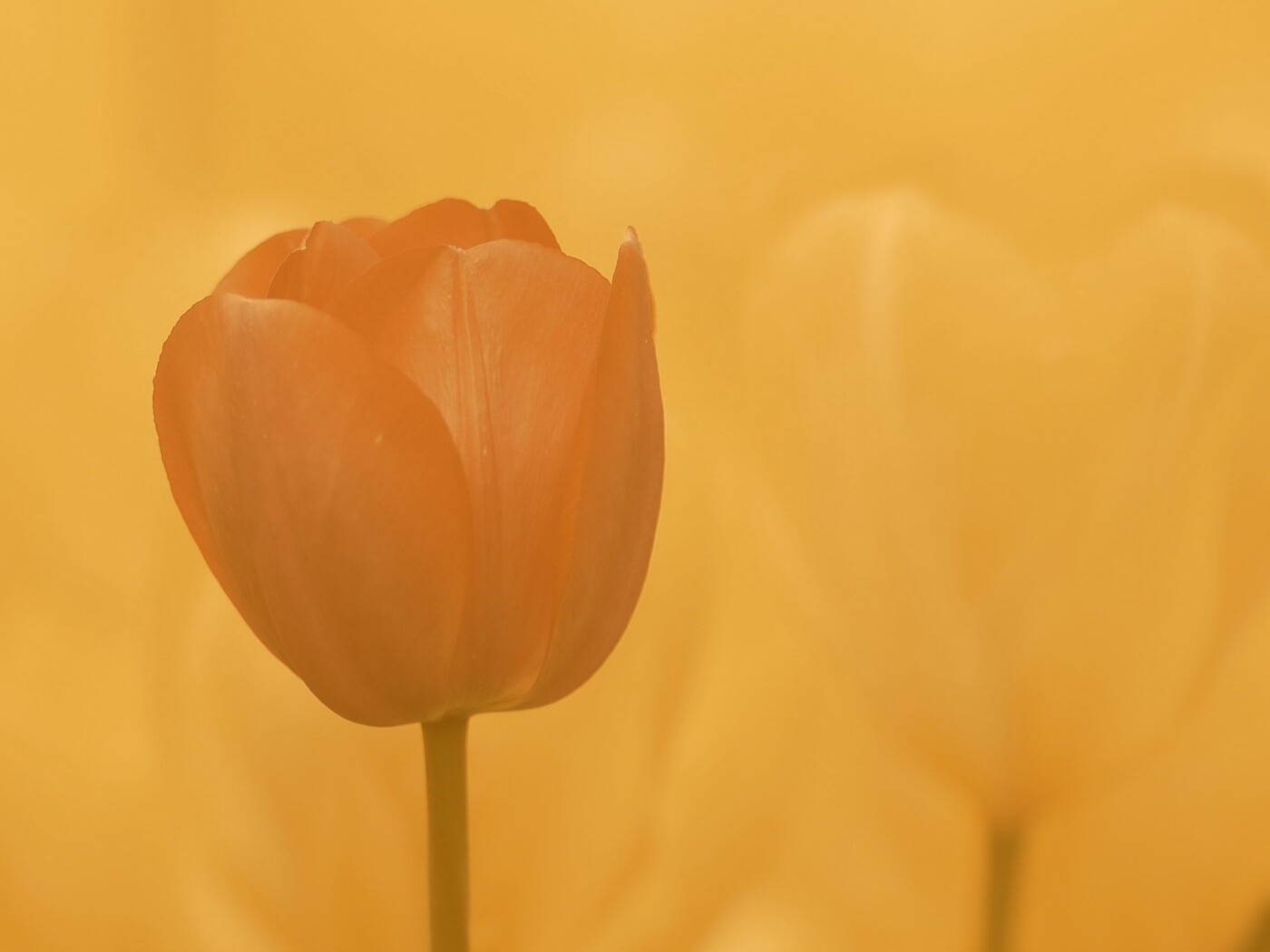 Красный тюльпан обои