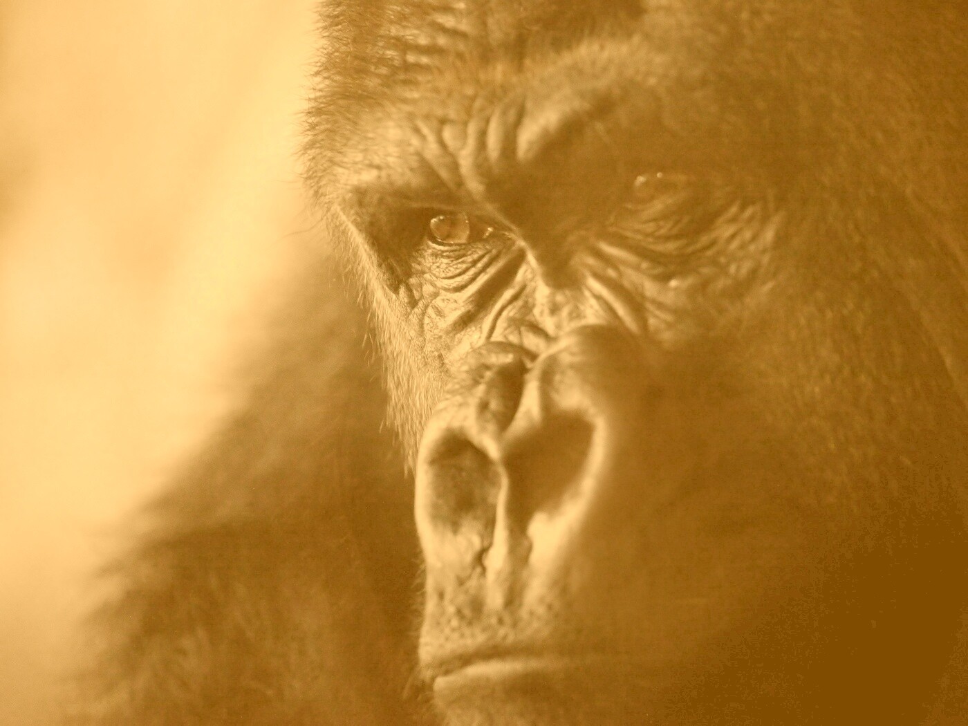 Фото орангутанга обои