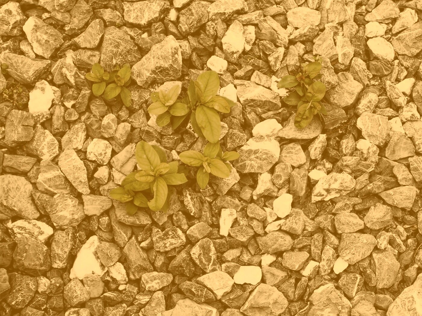 Цветы среди камней обои