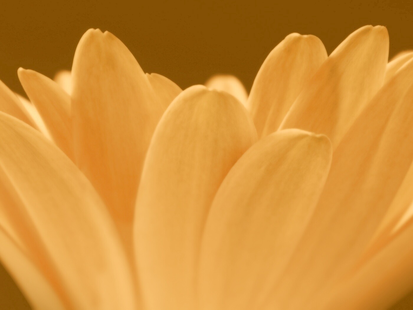 Цветочные лепестки обои