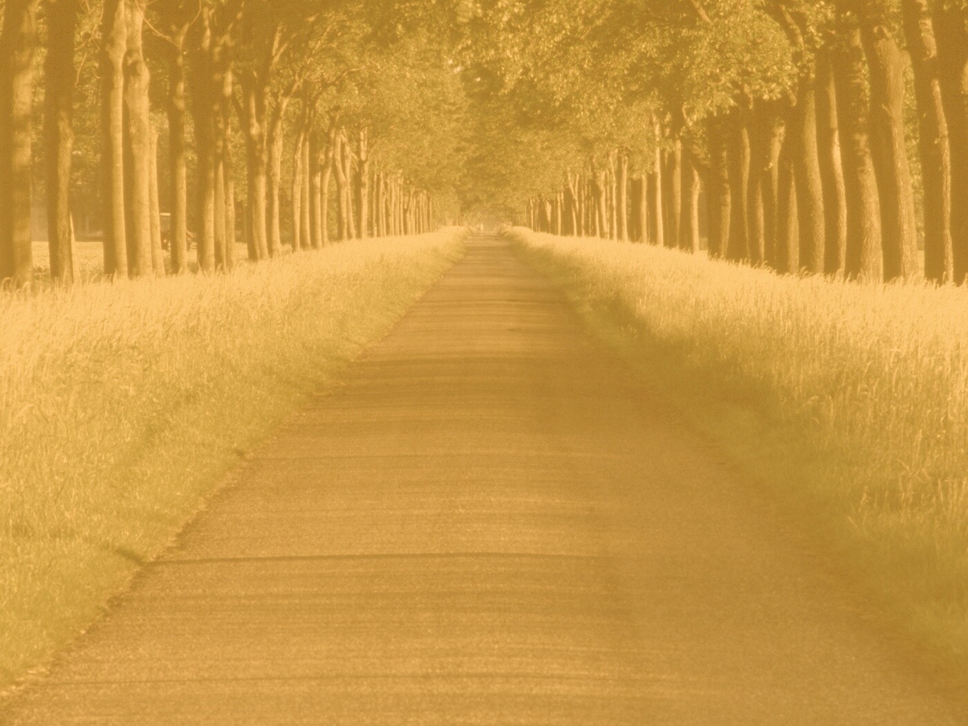 Живописная аллея обои