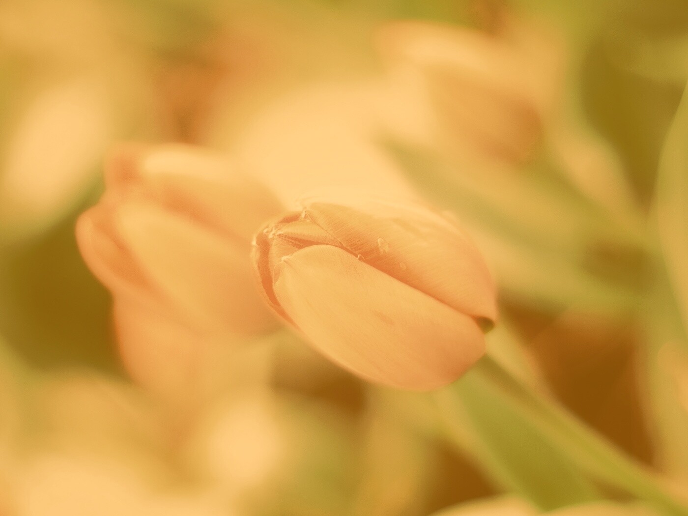 Красивый тюльпан обои