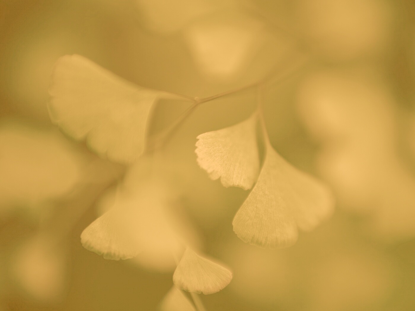 Дикие зеленые листья обои