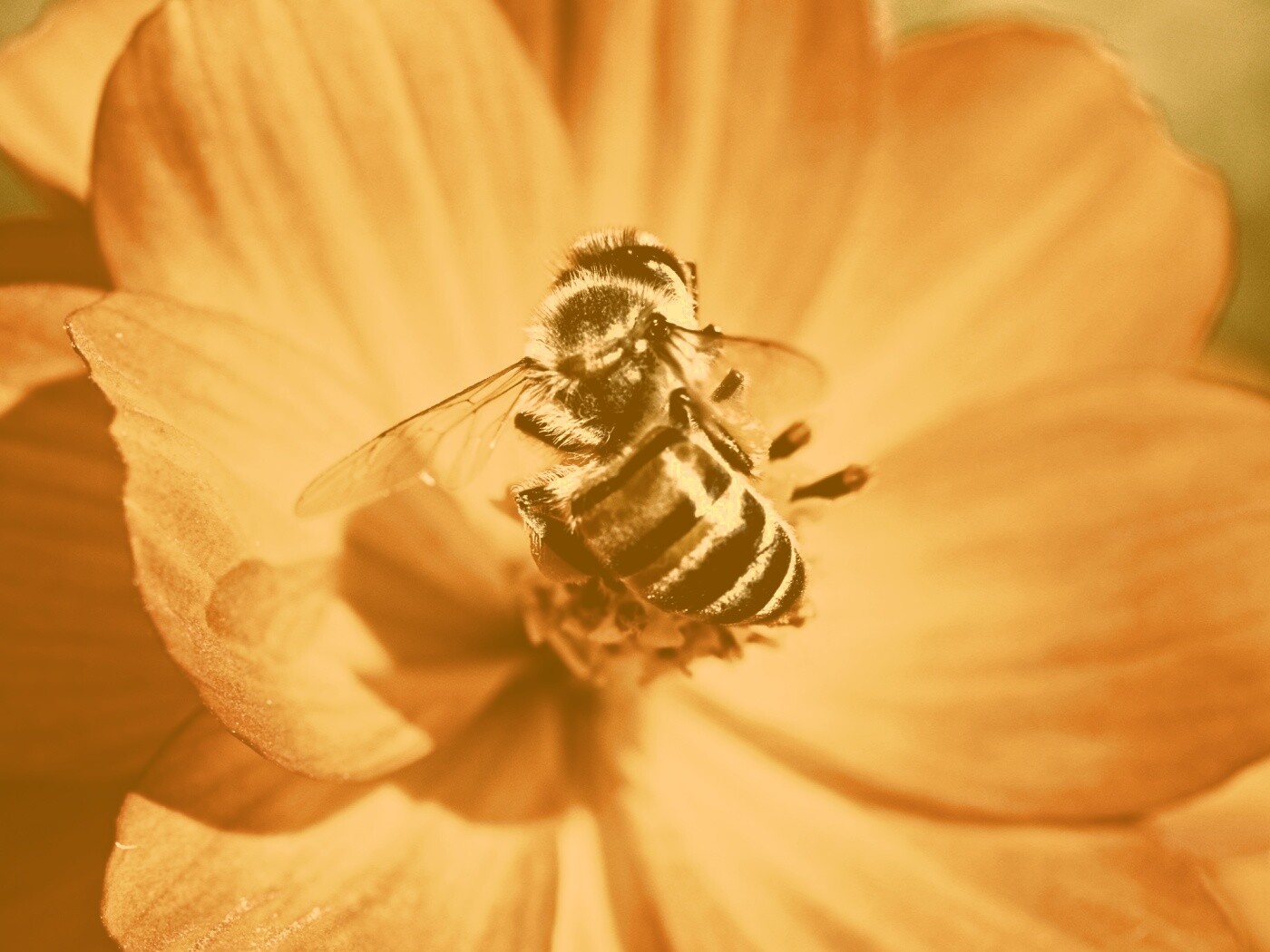 Пчела на цветке обои
