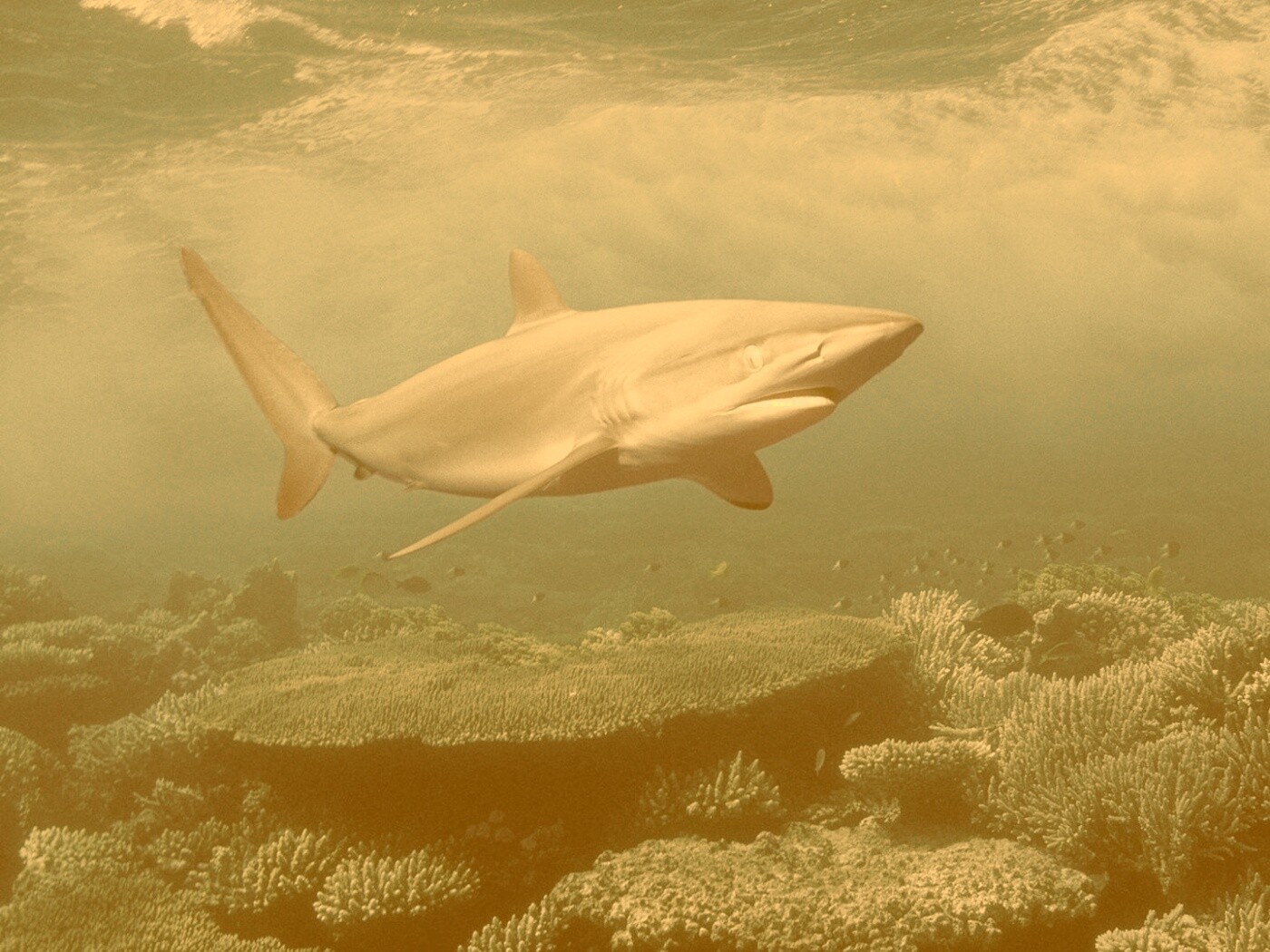 Акула в море обои