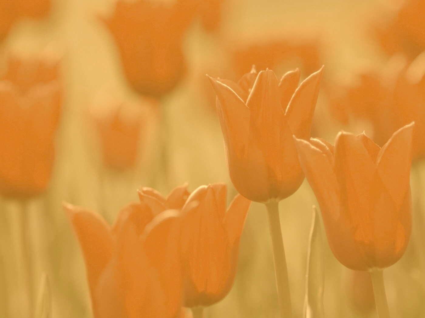 Красные цветы обои