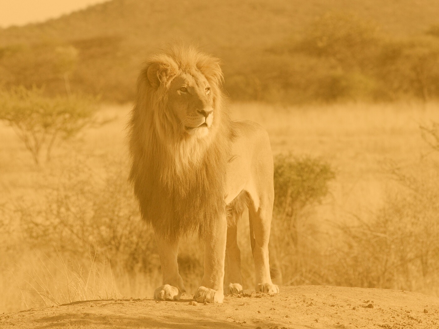 Царь зверей обои