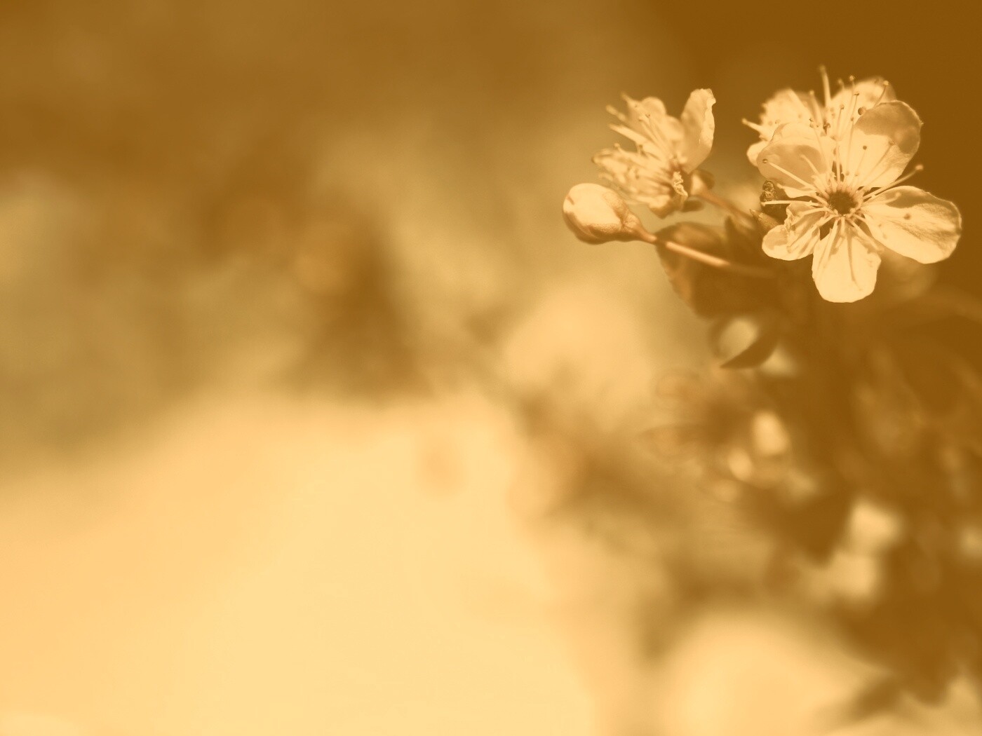 Цветок вишни обои