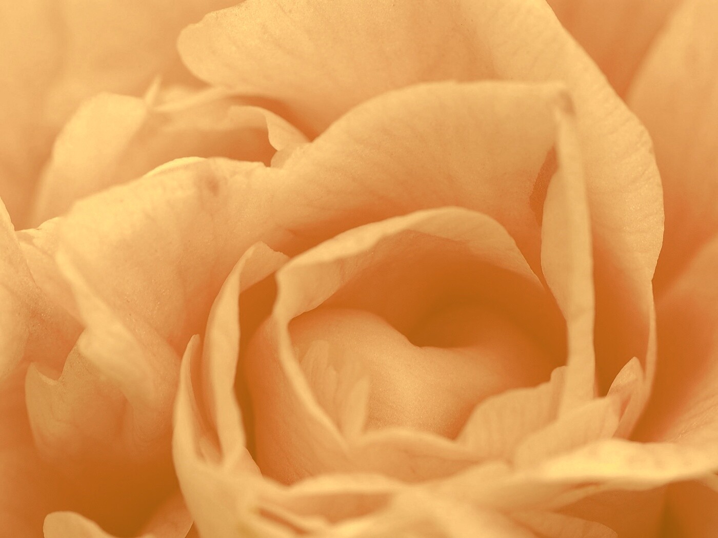 Розовый цветок обои