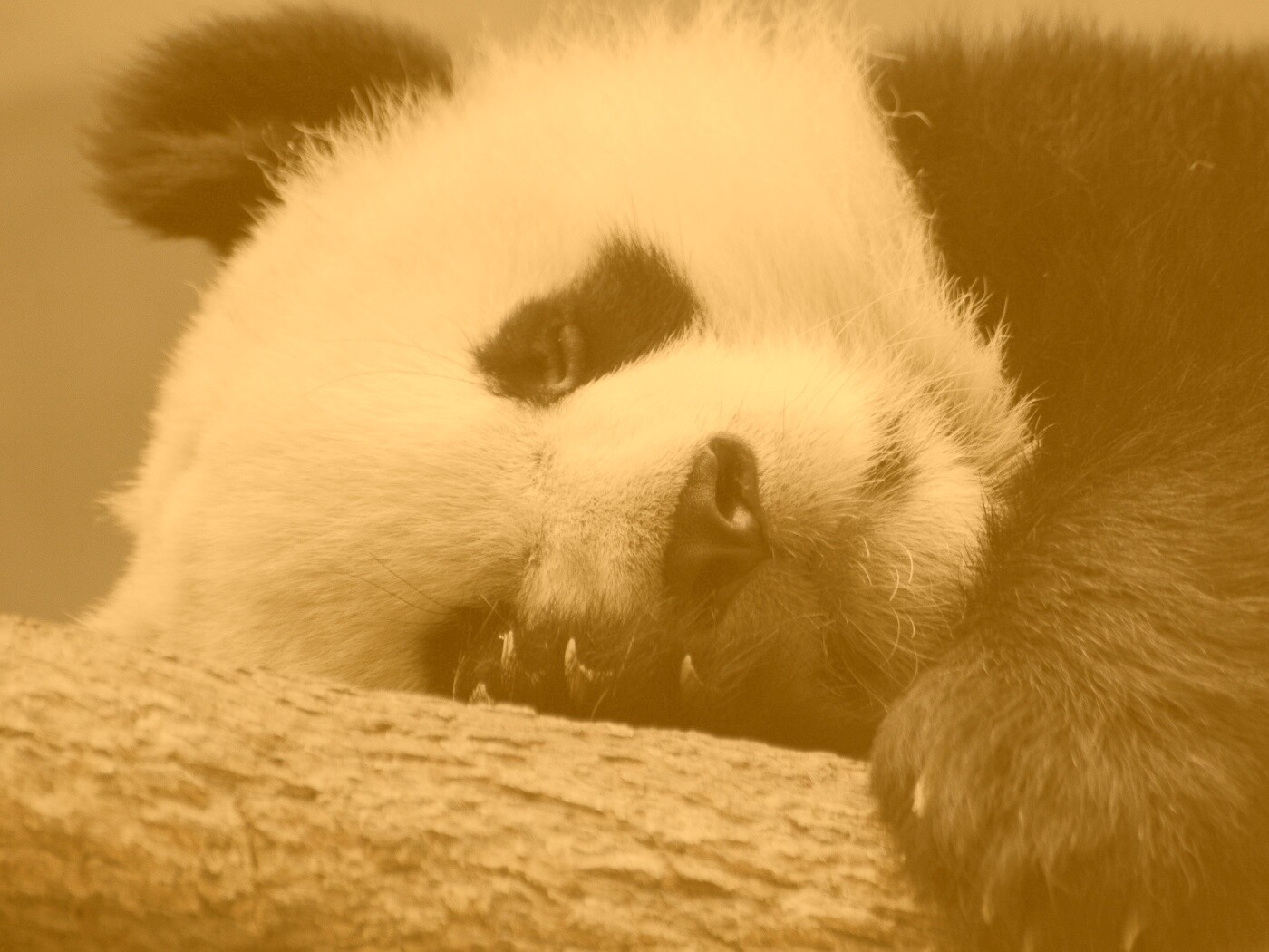 Панда на ветви обои