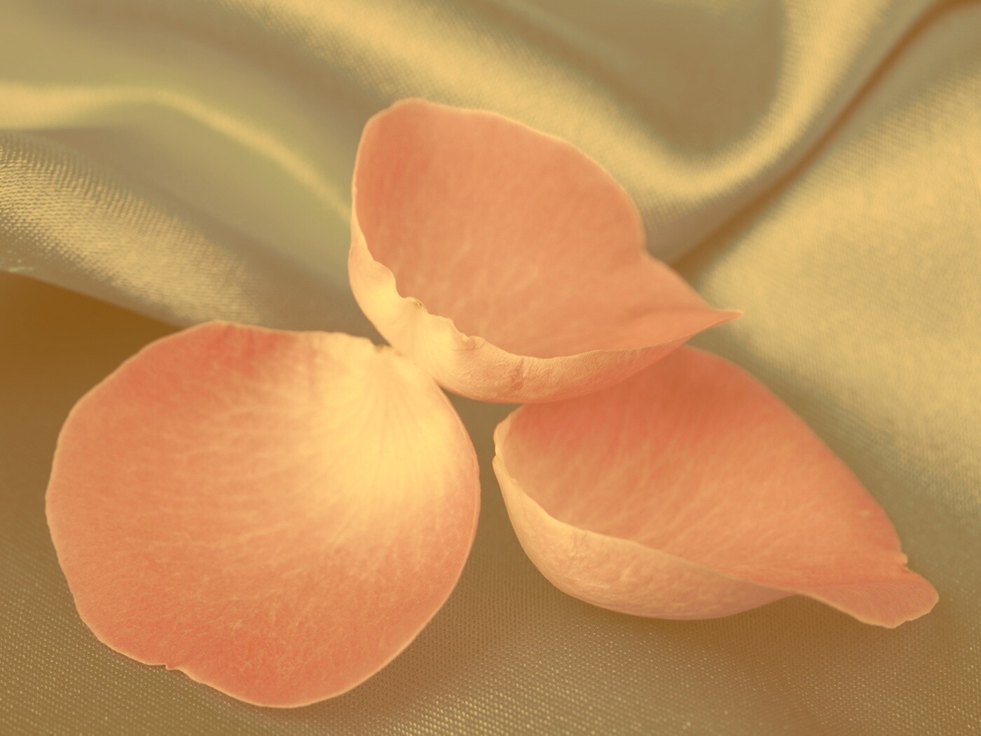 Лепестки розы на голубой ткани обои