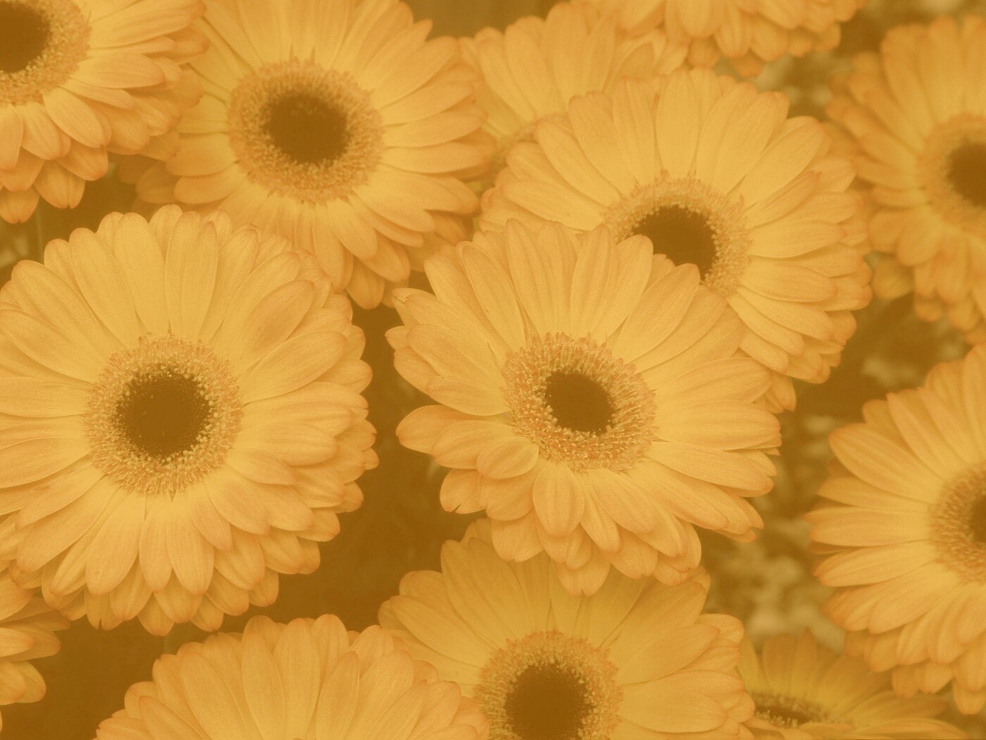 Желтые герберы обои