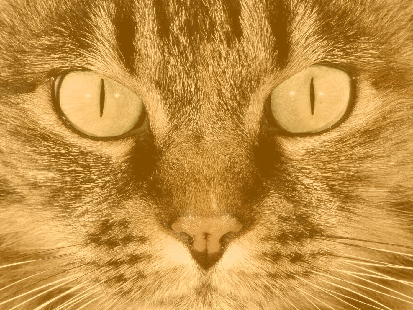 Кошачья морда обои