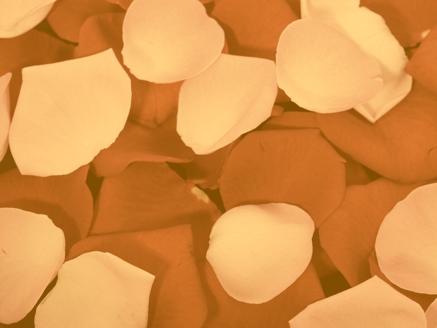 Розовые и красные лепестки обои