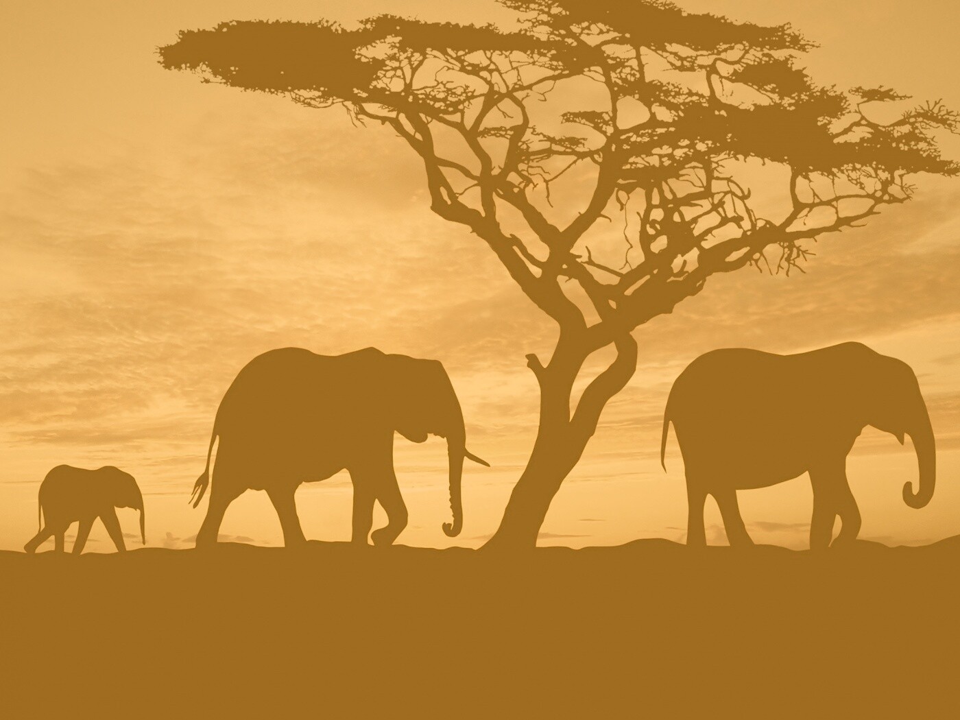 Силуэты слонов обои