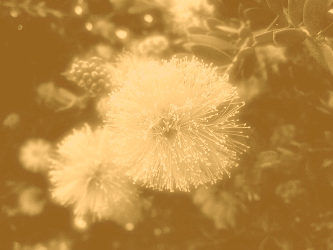 Сказочный цветок обои